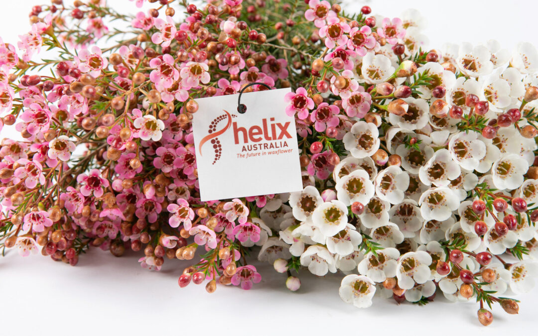 "Helix wax flower with brand Label"